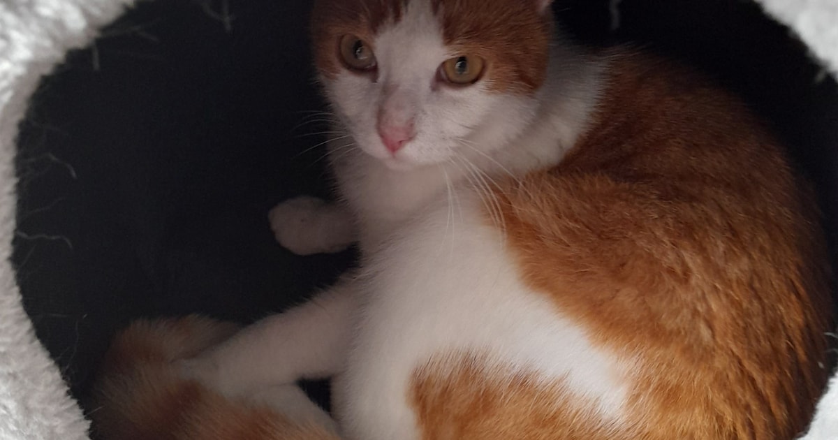 Heb jij Puck gezien? Dit huisdier wordt in Oldebroek vermist