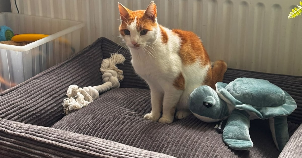 Heb jij Guus gezien? Dit huisdier wordt in Hattem vermist