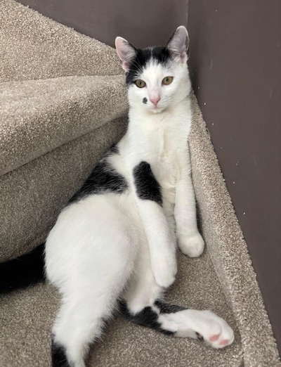 Heb jij Frenkie gezien? Dit huisdier wordt in Ermelo vermist