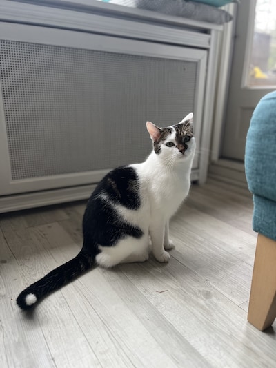 Heb jij Messi, Indy of Puck gezien? Deze drie huisdieren worden in Epe vermist