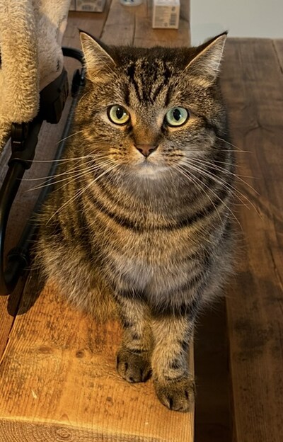 Heb jij Muis, Milo of Poekie gezien? Deze vier huisdieren worden in Putten vermist
