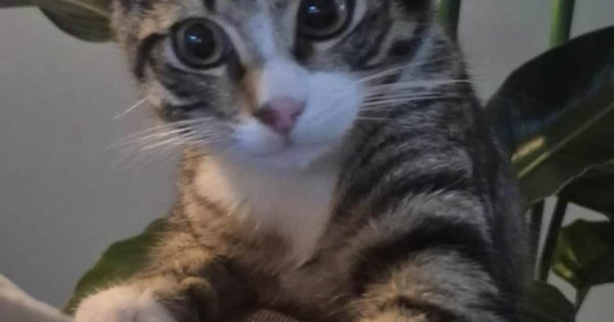 Heb jij Simba gezien? Dit huisdier wordt in Olst-Wijhe vermist