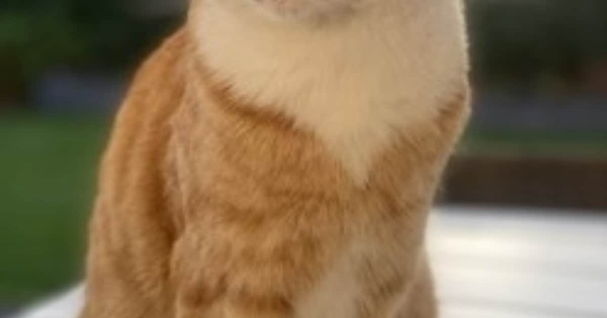 Heb jij Tommie gezien? Dit huisdier wordt in Staphorst vermist