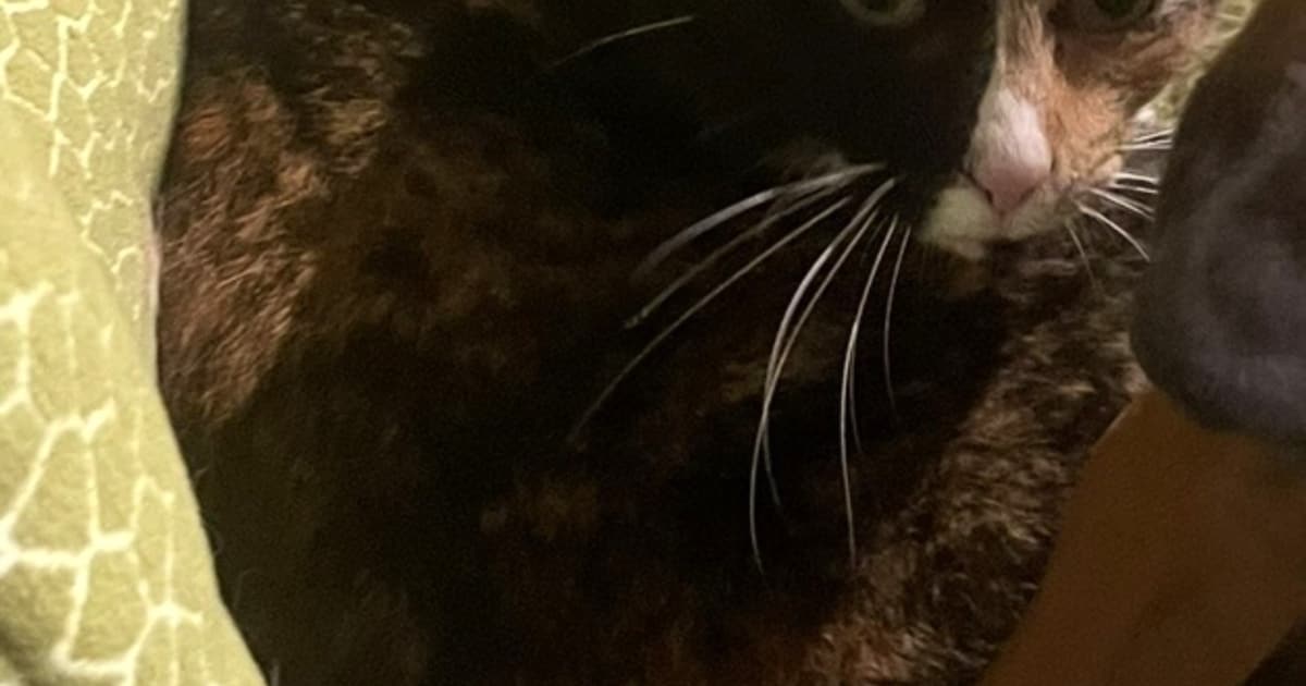 Heb jij Mickey of Donna gezien? Deze twee huisdieren worden in Nunspeet vermist
