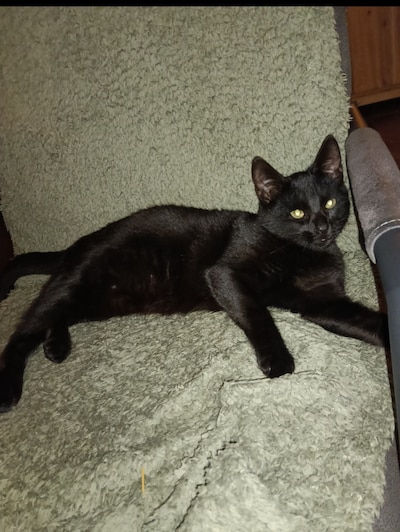 Heb jij Lilly of Lowie gezien? Deze twee huisdieren worden in Kampen vermist