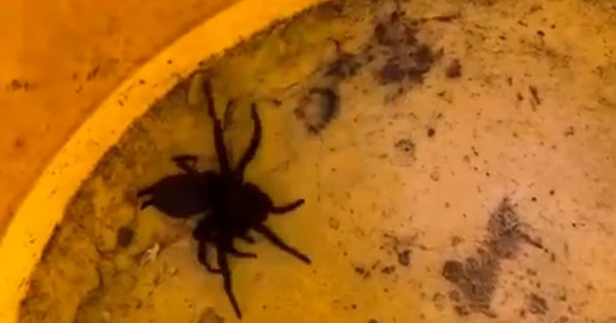 KIJK | Niet schrikken! Jessica vindt deze enorme spin in haar tuinset