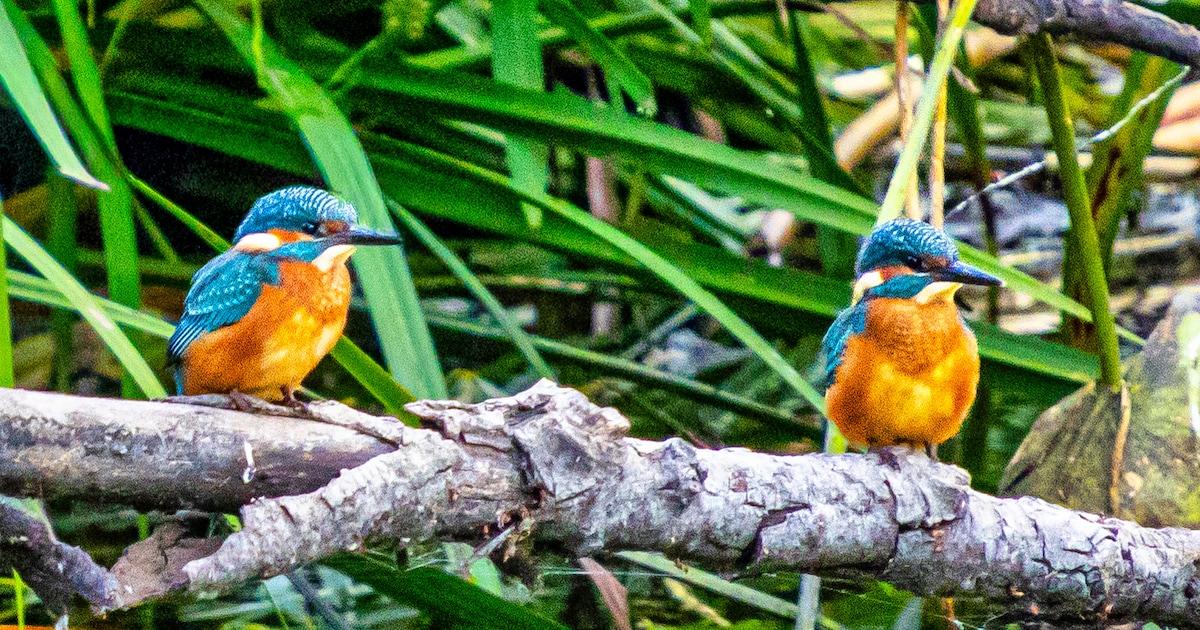Dit stuurden jullie in: IJsvogels in Voorst • Deventer lijkt wel verre vakantiebestemming