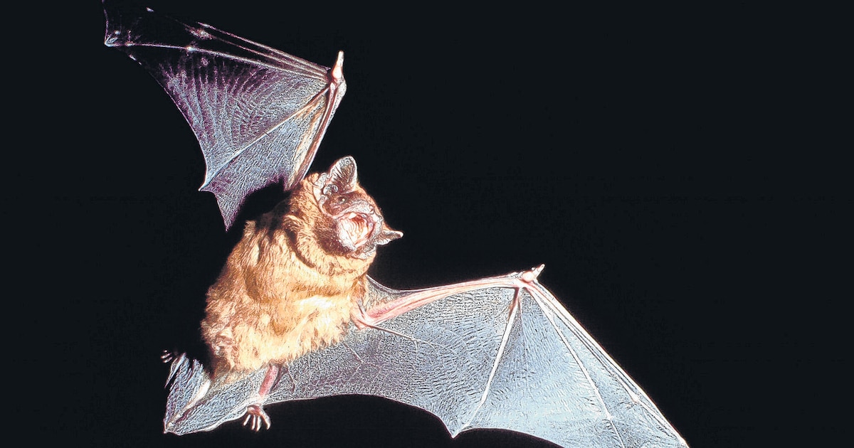 Wordt kraamkolonie van rosse vleermuis de dupe van geldbejag op landgoed in Nunspeet?