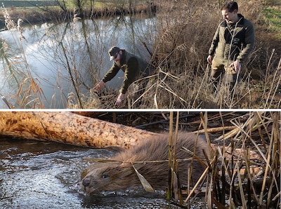 De Achterhoek steeds populairder als moestuin voor bevers: ‘Je moet een beetje geluk hebben’