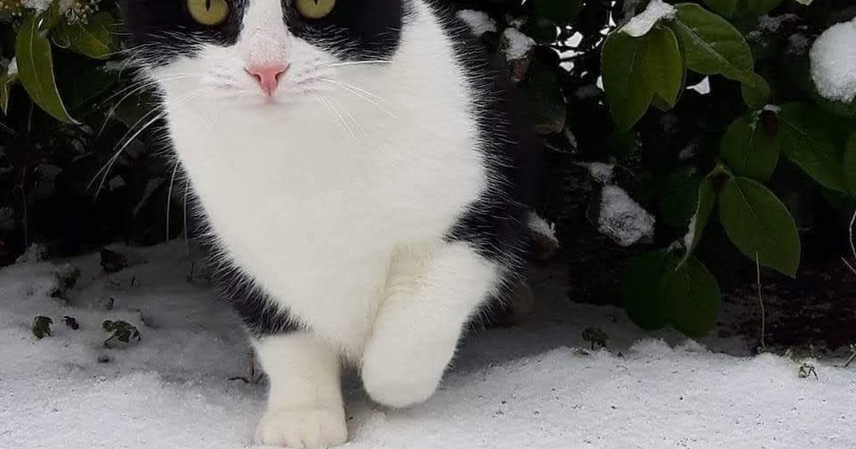 Heb jij Pebbles gezien? Dit huisdier wordt in Raalte vermist