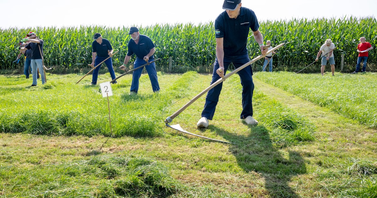Cursus maaien met de zeis in Dalfsen