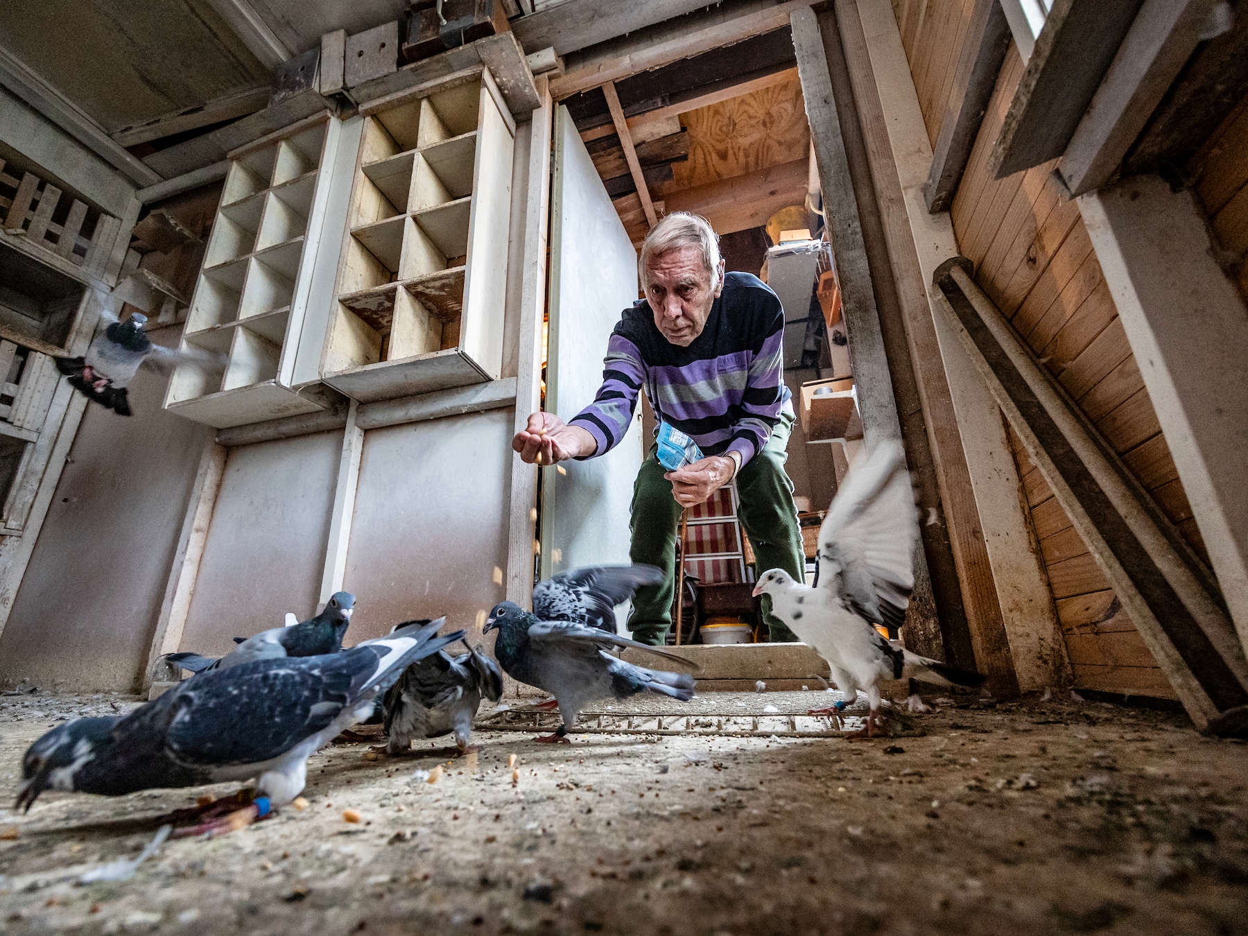 De club van Albert en Appie heeft een zak geld, maar de jeugd wordt niet meer verliefd op de duif