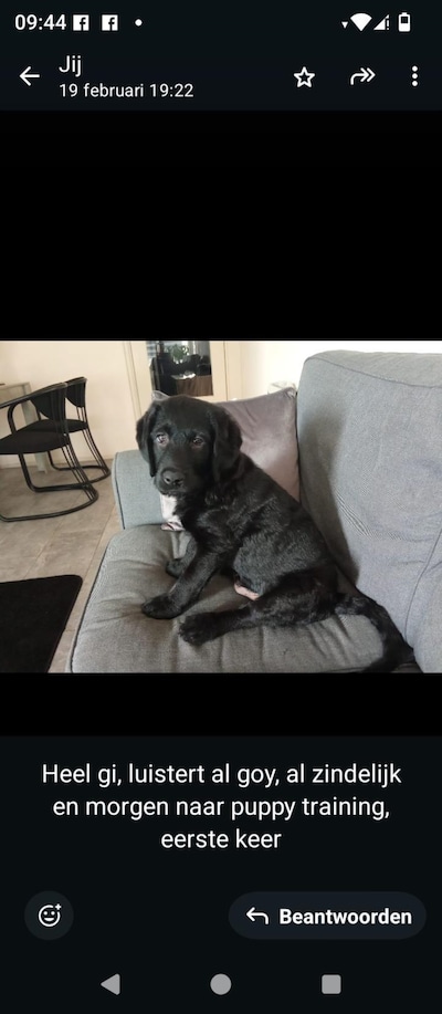 Heb jij Beau gezien? Dit huisdier wordt in Rijssen-Holten vermist