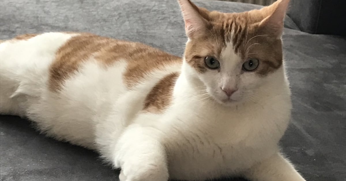 Heb jij Harry gezien? Dit huisdier wordt in Oldebroek vermist