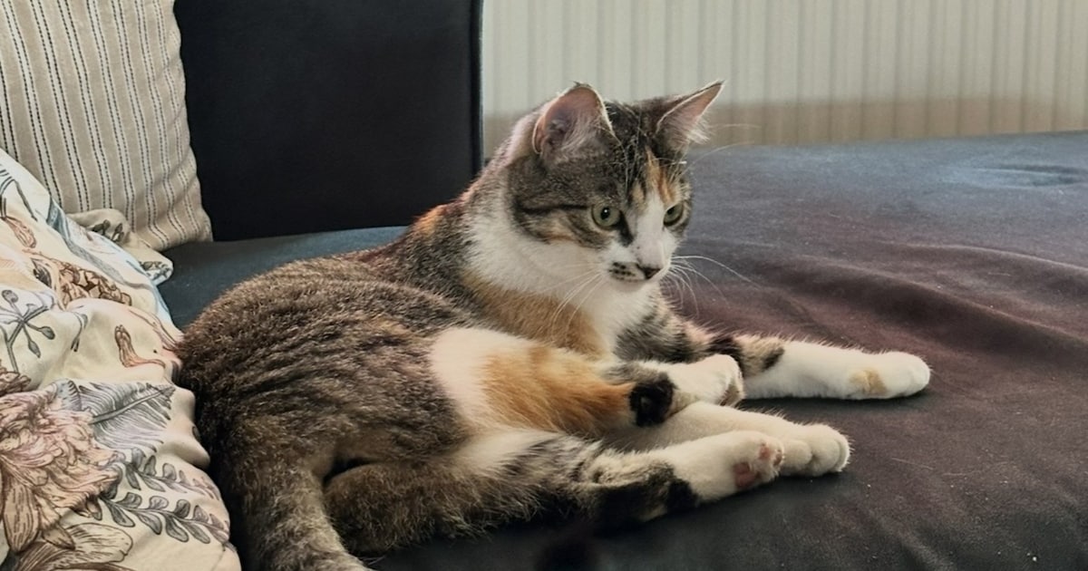 Heb jij Sap of Dobby gezien? Deze twee huisdieren worden in Olst-Wijhe vermist