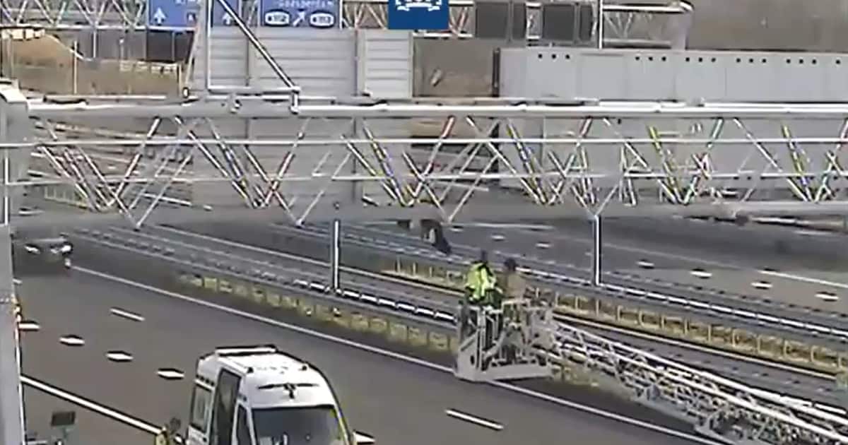 Gans komt met kop vast te zitten boven de snelweg bij Amsterdam