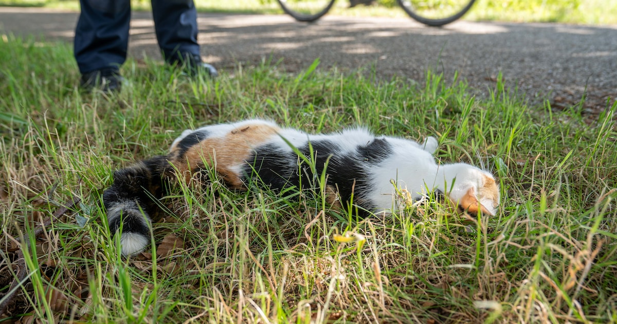 Overstekende kat veroorzaakt ongeluk in Deventer, beestje overleeft aanrijding niet.