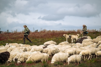 Honden mogen deel van hei bij Ermelo niet op door komst van twee Italiaanse beschermingshonden