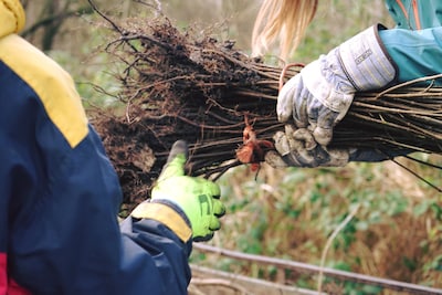 Meer Bomen Nu gaat gratis bomen en struiken uitdelen in Lelystad en Almere