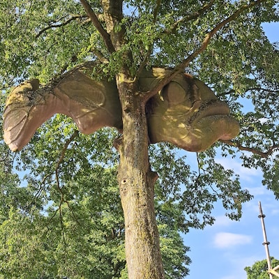 Hij hangt er echt daar boven: Brengt een vis in een boom financieel geluk?