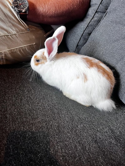 Heb jij Sofia of Noor gezien? Deze twee huisdieren worden in Oldebroek vermist