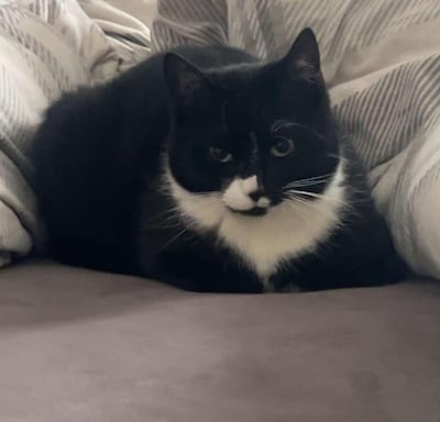 Heb jij Tijger, Rivkah of Soep gezien? Deze drie huisdieren worden in Voorst vermist