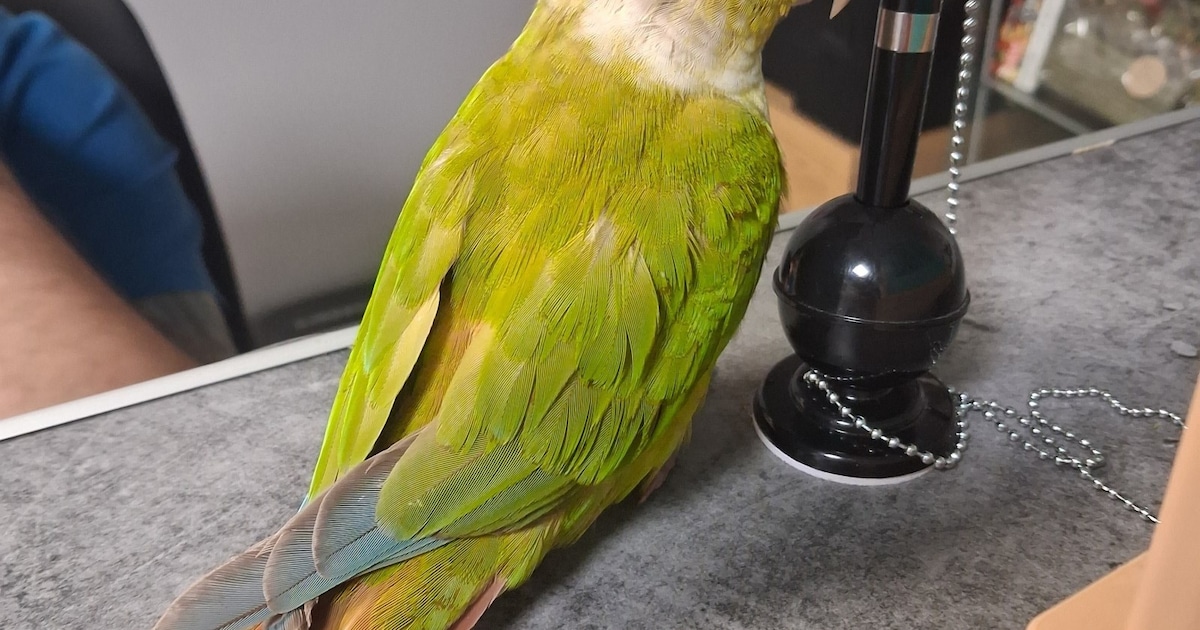 Heb jij Kiki gezien? Dit huisdier wordt in Dronten vermist