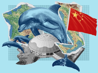 Van zonnige baai in Italië tot sterven in Harderwijk: dit is het lot van dolfijnen na afgeblazen ver