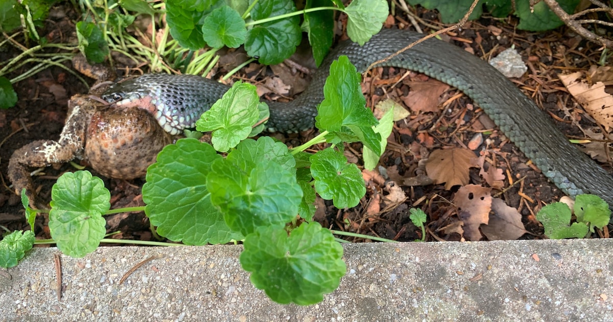 Landschap Overijssel zet zet zich in voor de ringslang, van broeihopen tot natuurfestival