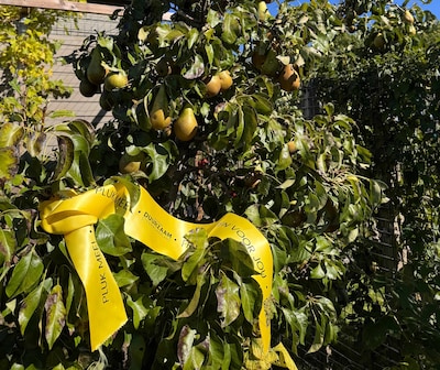 Het gele lint wordt langer in Steenwijkerland: oogst van fruitbomen wordt met iedereen gedeeld