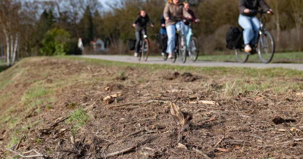 Berm tussen Lochem en Barchem krijgt nieuwe kans na kaalslag: ‘Eenmalig rigoureus aangepakt’