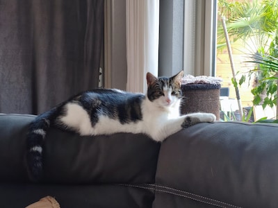 Heb jij Mruczek, Yoghie of Belle gezien? Deze drie huisdieren worden in Putten vermist