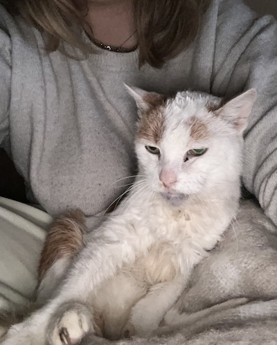 Heb jij Tommy of Pepper gezien? Deze twee huisdieren worden in Meppel vermist