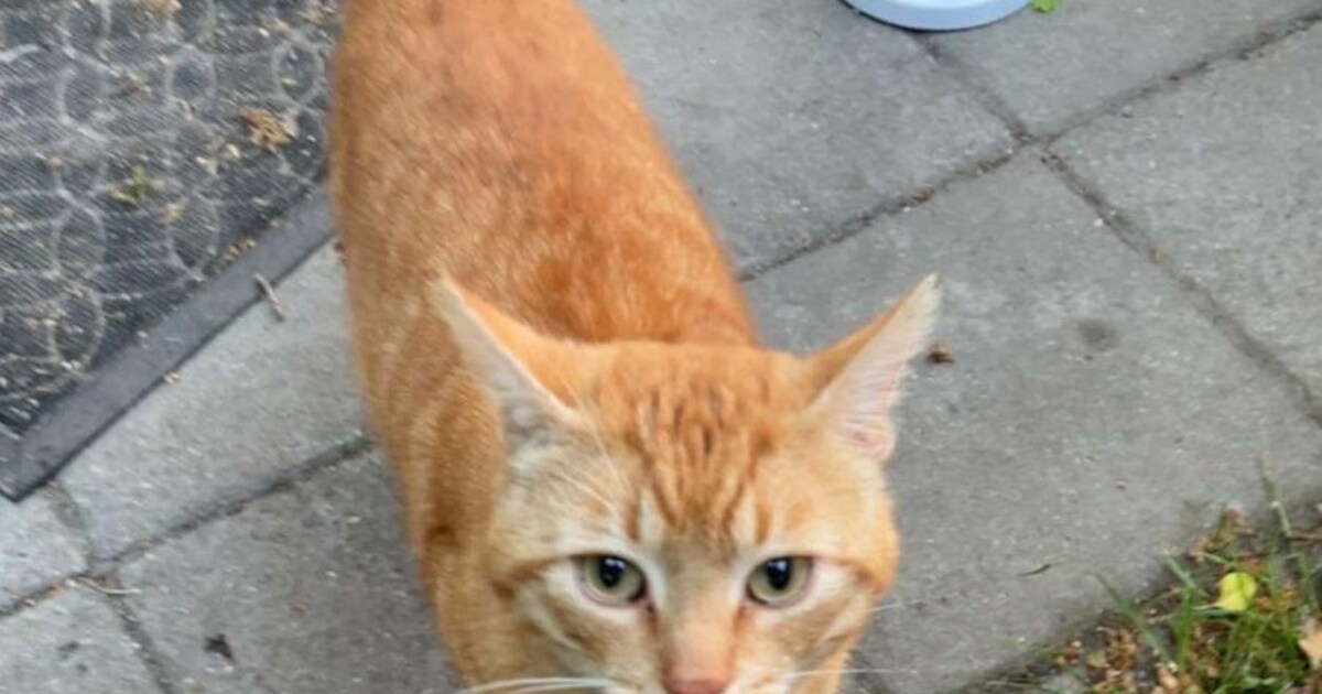 Aangewandeld bij Loes in Delden: wie mist zijn rode, knuffelige kater ...