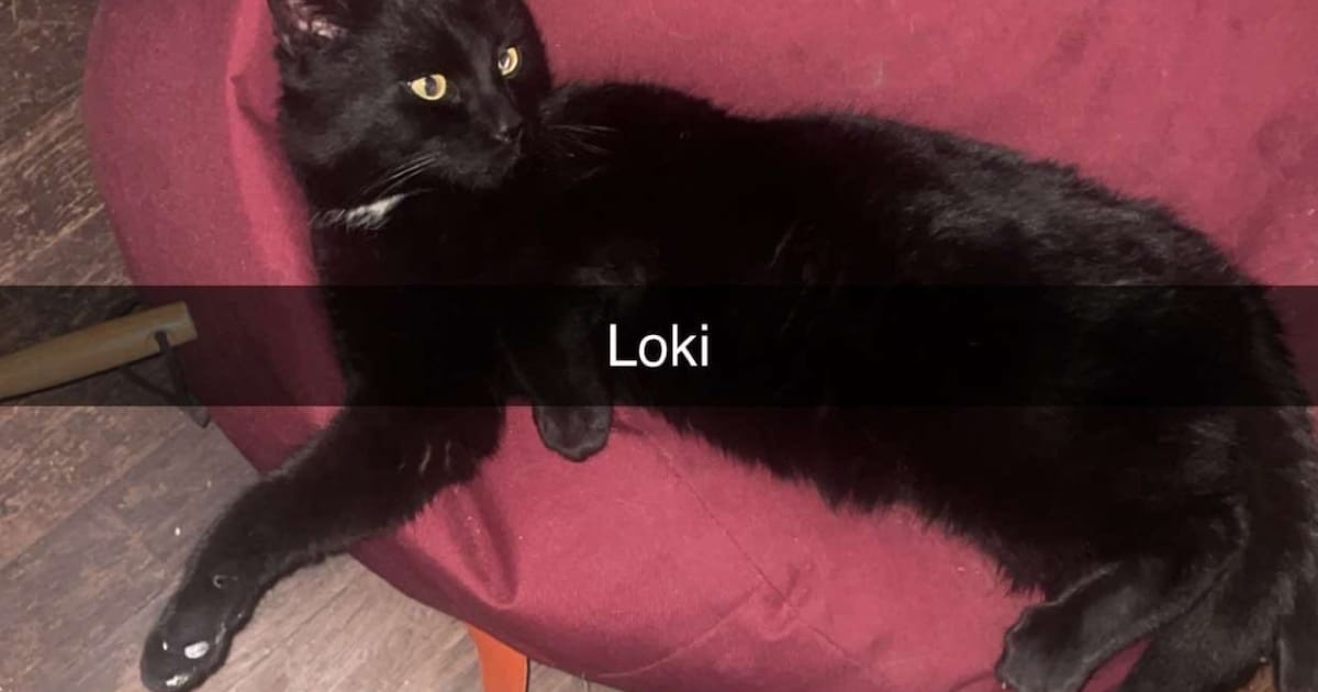 Heb jij Gert, Roman of Loki gezien? Deze drie huisdieren worden in Dronten vermist
