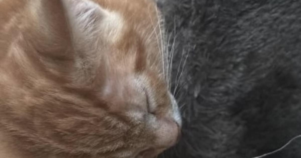 Heb jij Milo of Mimi gezien? Deze twee huisdieren worden in Staphorst vermist
