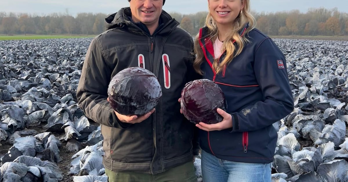 Boer Johan uit Lelystad heeft ruim 100.000 kilo rode kool over, dan verzint zijn dochter een oplossi
