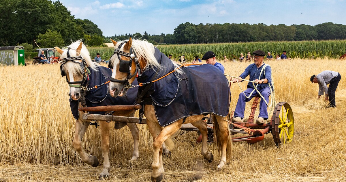 Paarden trekken de ploeg en de zeis gaat door het graan: Holten stapt terug in de tijd