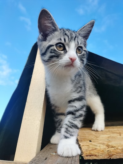 Heb jij Tukker, Sien of Amora gezien? Deze drie huisdieren worden in Bronckhorst vermist