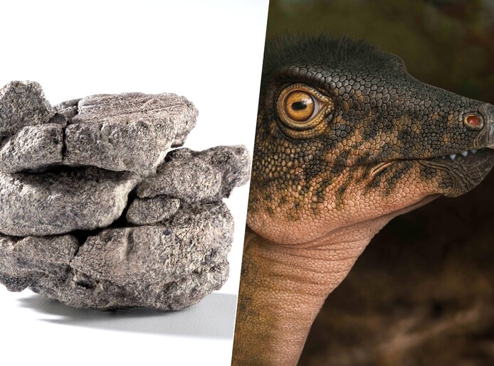 Op zoek naar een dinosaurus springkasteel? Dit dino springkasteel maakt