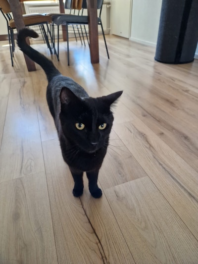 Heb jij Hitam gezien? Dit huisdier wordt in Kampen vermist