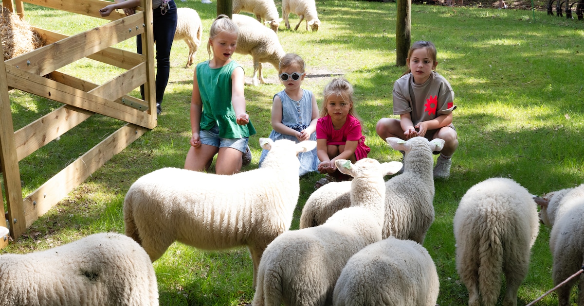 Heerde viert Hessendag met schaapscheren, markt en modeshows