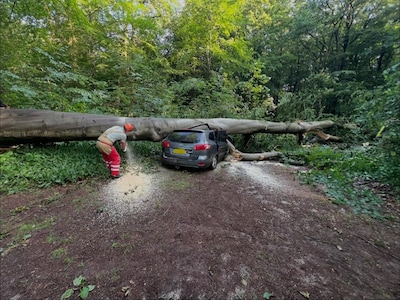 Boom belandt bovenop auto langs Speulderweg in Garderen