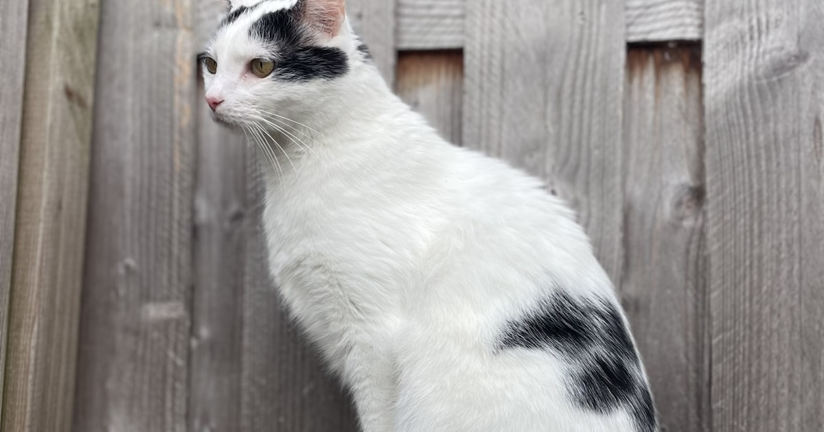 Heb jij Pieter, Gijs of Izzy gezien? Deze drie huisdieren worden in Heerde vermist