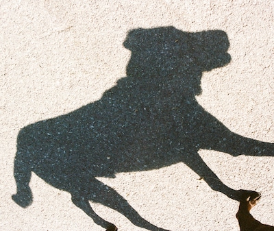 Aiko wordt als ‘zwerfhond’ binnengebracht bij het asiel, maar dan komt er een mail van de eigenaar