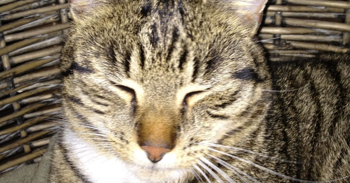 Heb jij Abby, Luna of Tofu gezien? Deze zes huisdieren worden in Dronten vermist