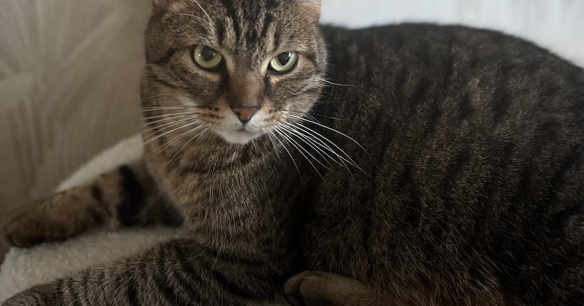 Heb jij Zoey of Pebbels gezien? Deze twee huisdieren worden in Meppel vermist