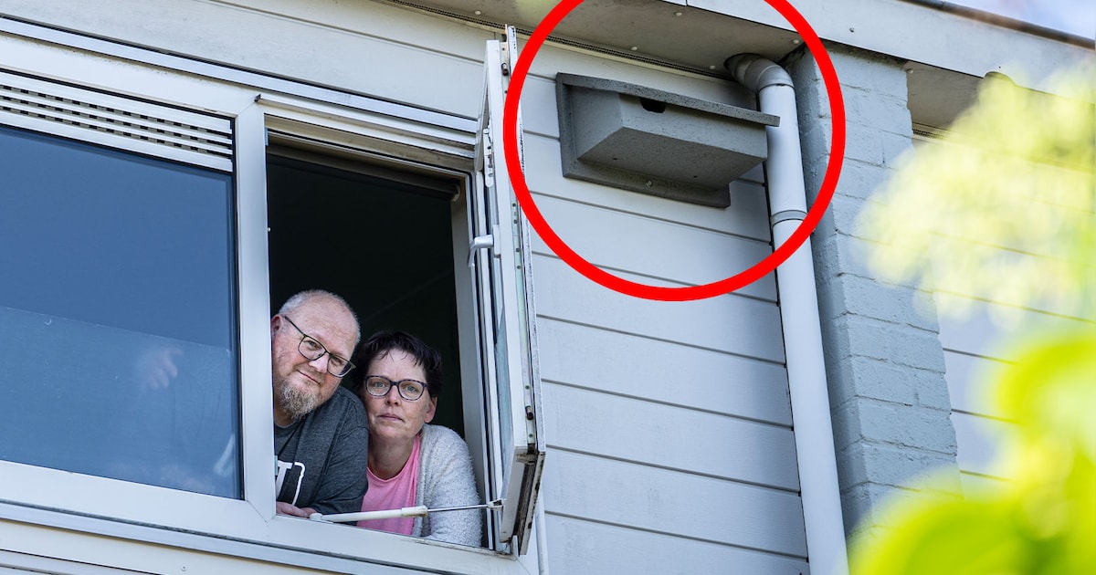 Wanneer Jolanda de tuin inloopt, staat daar plots een steiger en hangen er 13 nestkastjes aan het hu