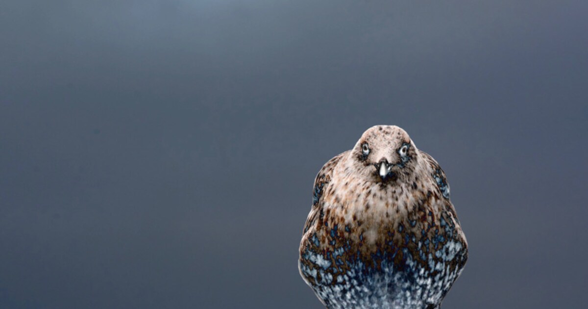 Expositie 'Vogelperspectief' in Millingen aan de Rijn