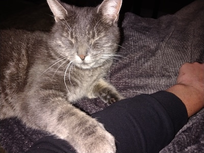 Heb jij Sjors gezien? Dit huisdier wordt in Putten vermist